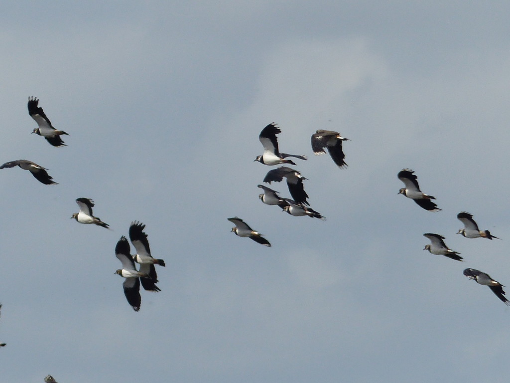  Lapwings in Flight by susiemc