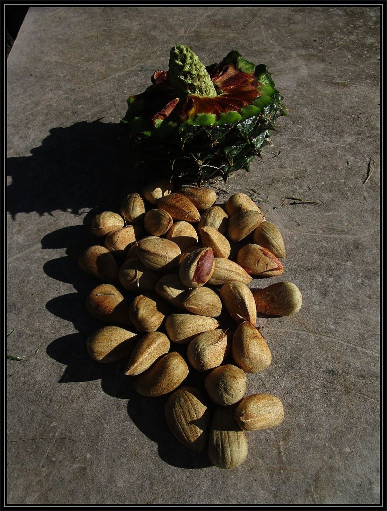 The nuts from a Bunya tree by kerenmcsweeney