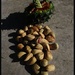 The nuts from a Bunya tree by kerenmcsweeney