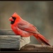 Cardinal by essiesue