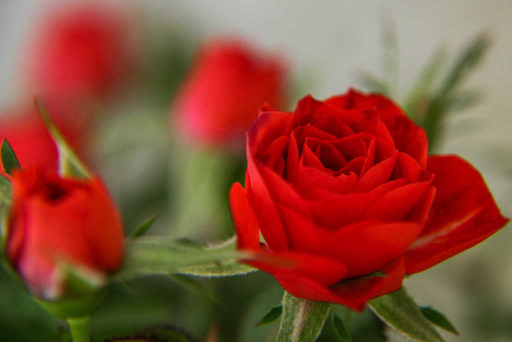 Roses for All My Valentines - You! by milaniet