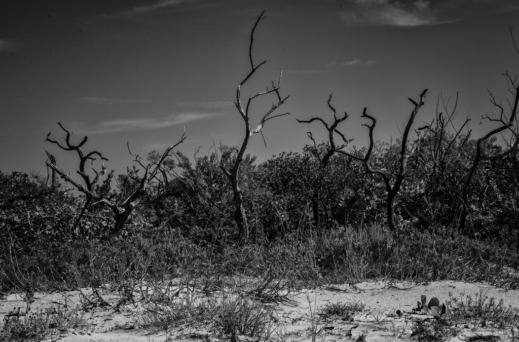 Scraggly Trees on the Beach by epcello