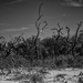 Scraggly Trees on the Beach by epcello