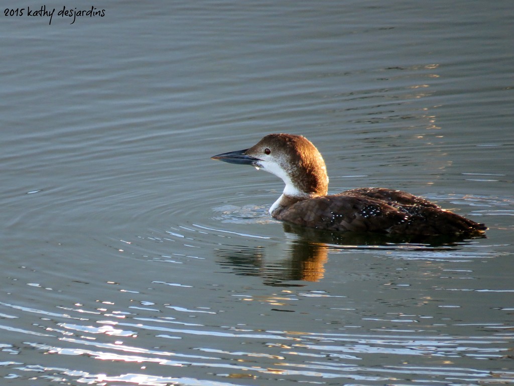 Common Loon by kathyo