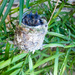 Baby Hummingbirds by stray_shooter