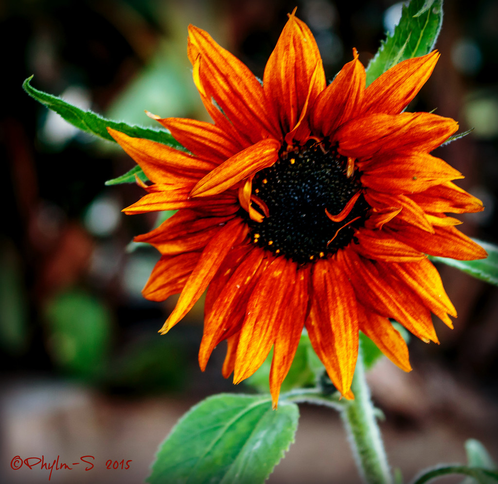 Morphing Sunflower by elatedpixie