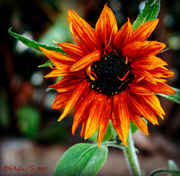 11th Feb 2015 - Morphing Sunflower