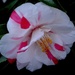 A spectacular camellia, historic district, Charleston, SC by congaree