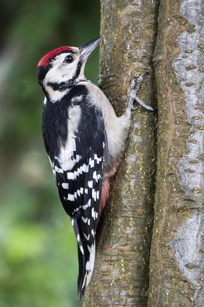 Woody Woodpecker by shepherdmanswife