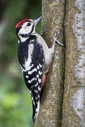 15th Feb 2015 - Woody Woodpecker