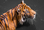 15th Feb 2015 - Tiger