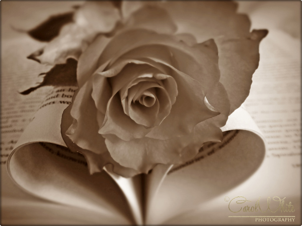 Heart Of A Rose 1 by carolmw
