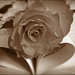 Heart Of A Rose 1 by carolmw