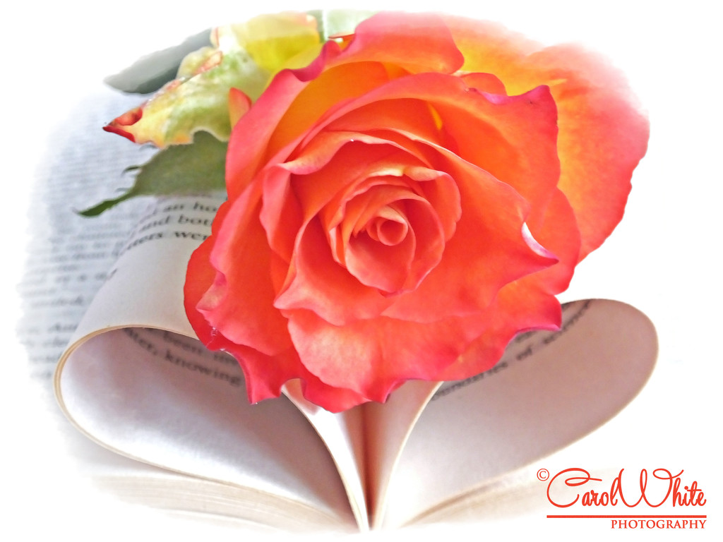 Heart Of A Rose 2 by carolmw