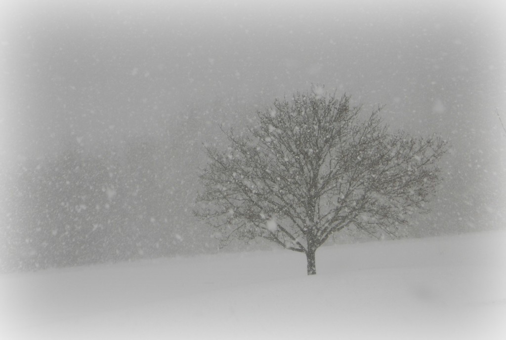 My tree in February by mittens