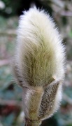 15th Feb 2015 - Pussy Willow