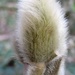 Pussy Willow by fishers
