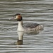 Great Crested grebe in Courting Plumage-best on black by padlock
