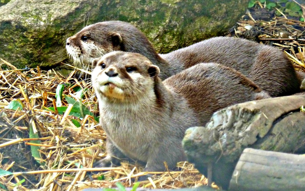 Otters by wendyfrost