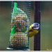 Blue Tit-2 by pcoulson