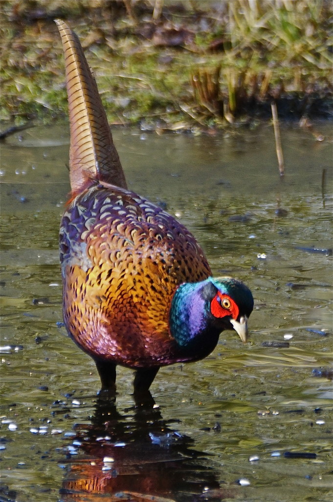 PHEASANT ON ICE by markp