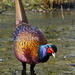 PHEASANT ON ICE by markp