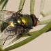 Green Bottle Fly by robv