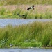  More Lapwings by susiemc