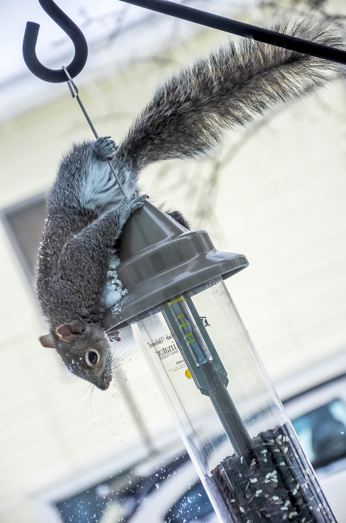 The squirrel proof feeder at work. by joansmor