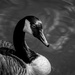 Canada Goose Noir by darylo