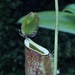 Pitcher Plant... by anne2013
