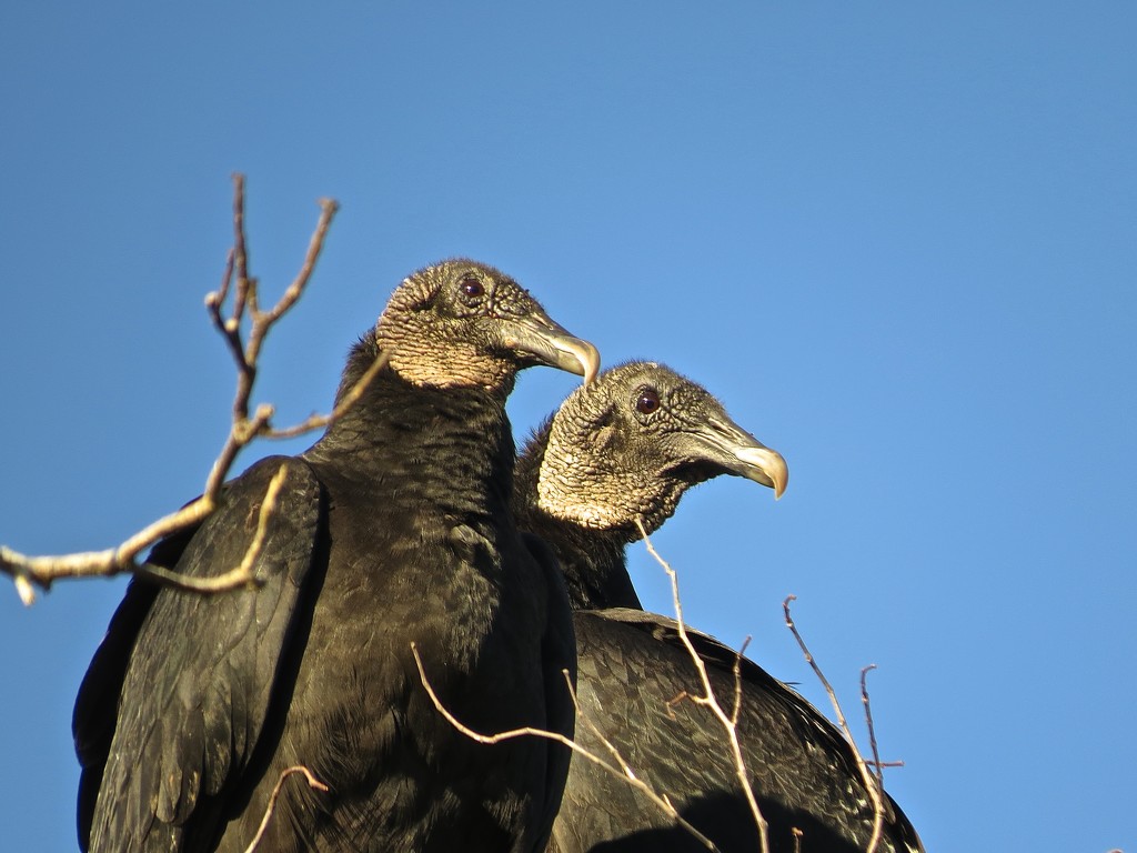 Black Headed Vultures by rob257