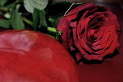 14th Feb 2015 - Single Red Rose