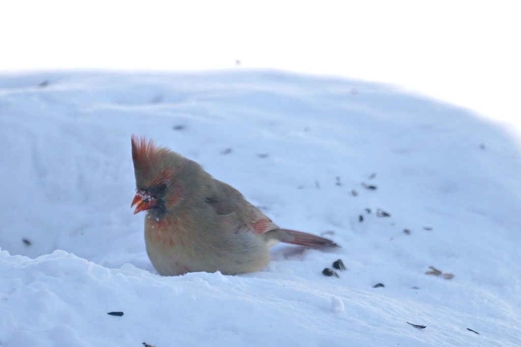 mrs.cardinal in the snow by amyk