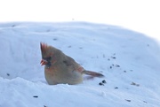 15th Feb 2015 - mrs.cardinal in the snow