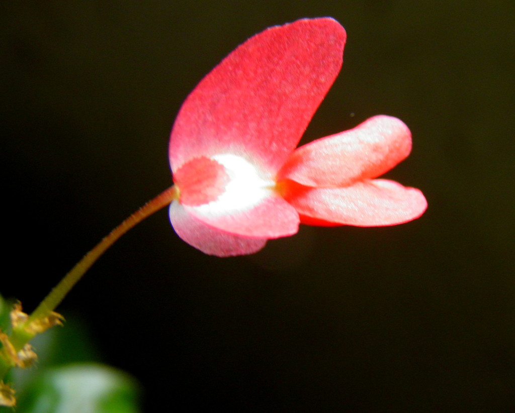 Begonia Blossom  by daisymiller