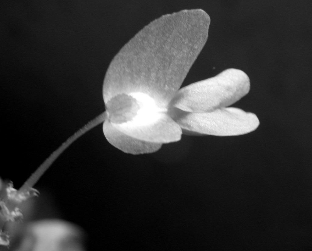 Begonia Blossom in BW by daisymiller