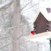 Cardinal in the Snow by april16
