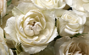 15th Feb 2015 - White Roses