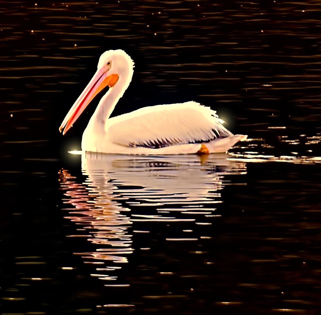 Pelican On A Cruise by joysfocus