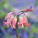 Pink Flower  by joysfocus