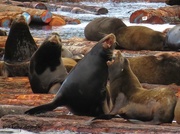 15th Feb 2015 - Sea Lions are constantly fighting and communicating.
