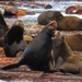 Sea Lions are constantly fighting and communicating. by kathyo