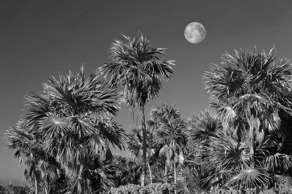 Mayan Jungle Moon by pdulis