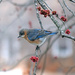 Eastern Bluebird by dsp2