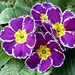 Purple Primula by wendyfrost