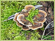 16th Feb 2015 - Fungi And Moss