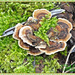 Fungi And Moss by carolmw