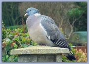 16th Feb 2015 - P  for - who else but Mr Pigeon !!