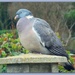 P  for - who else but Mr Pigeon !! by beryl